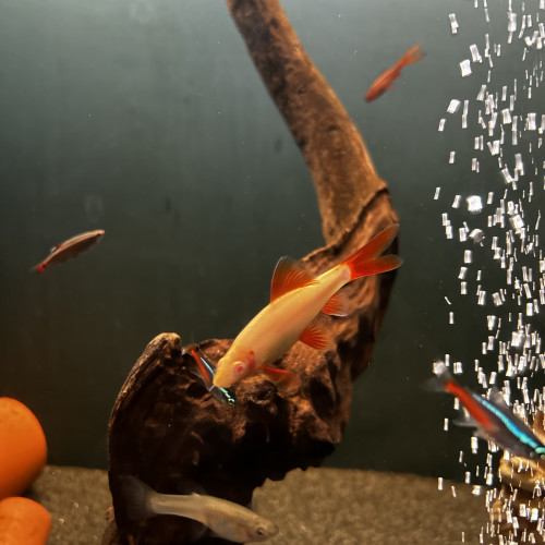Labeo tricolor albinos