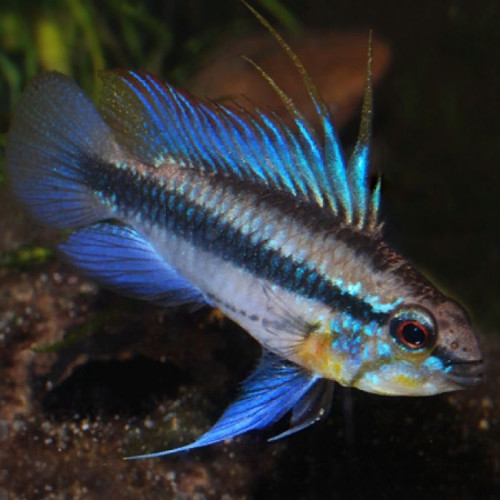 Poissons cichlides nains apistogramma