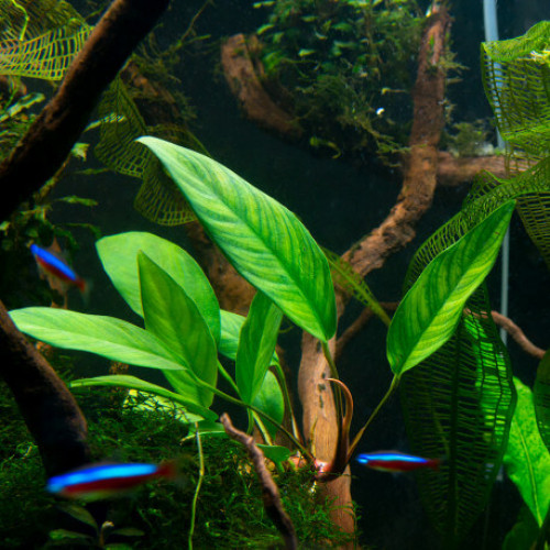 Urgent cherche anubias glabra