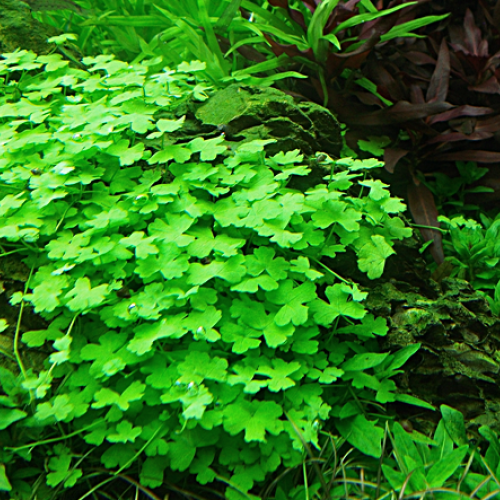 Urgent Cherche hydrocotyle