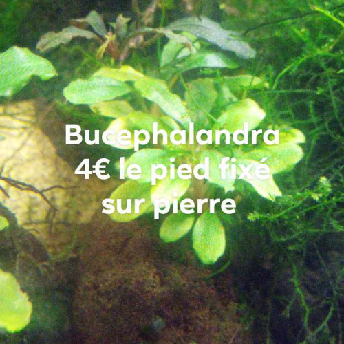 Bucephalandra