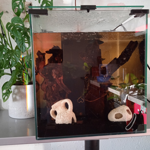 URGENT Donne lot poissons + aquarium