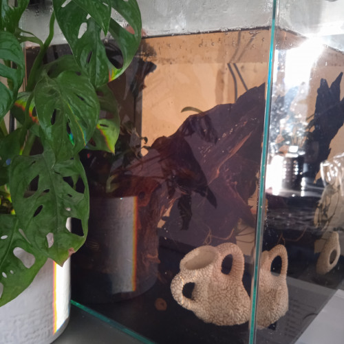 URGENT Donne lot poissons + aquarium