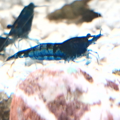 Crevettes blue velvet