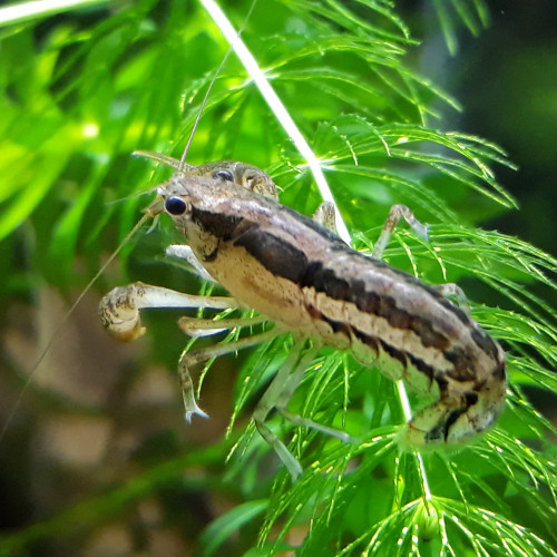 Lot crevettes ,écrevisses et plantes