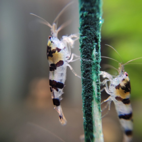 Lot crevettes ,écrevisses et plantes