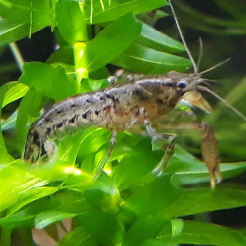 Lot crevettes ,écrevisses et plantes