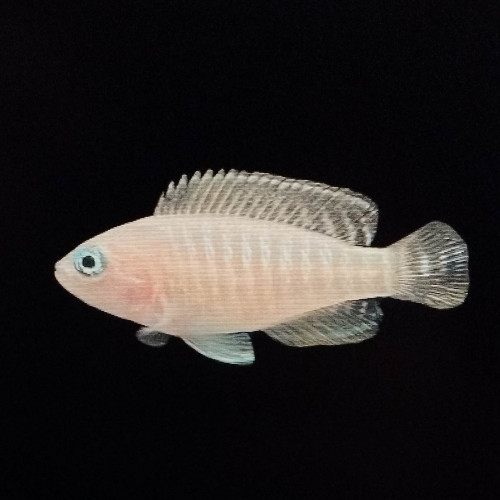 Néolamprologus multifasciatus