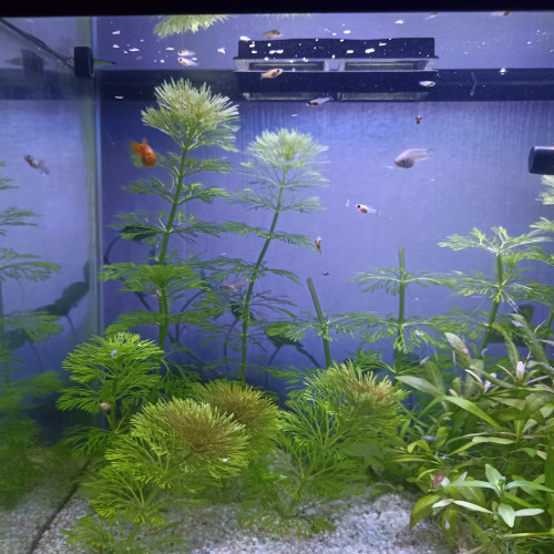 Platy alevins