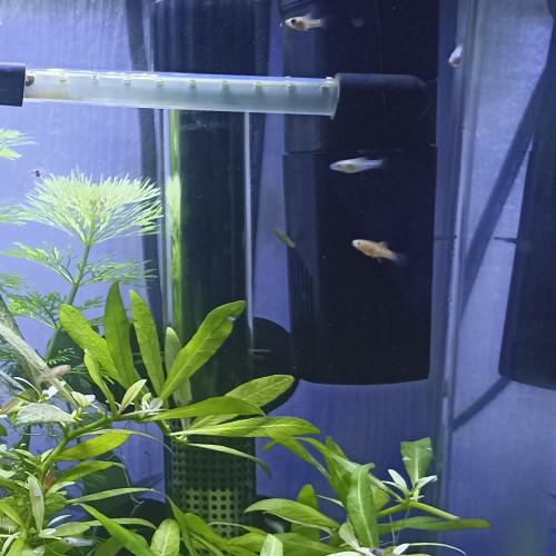Platy alevins