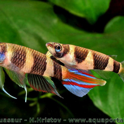Lot de 6 Pseudepiplatys annulatus (killies clown) + 2 boraras maculatus (rasbora nain)