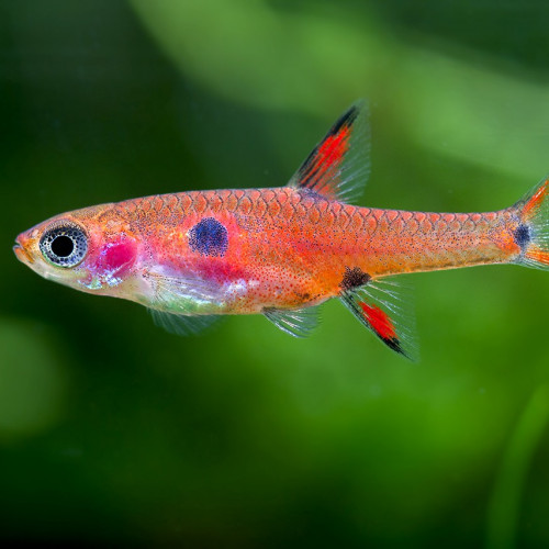 Lot de 6 Pseudepiplatys annulatus (killies clown) + 2 boraras maculatus (rasbora nain)