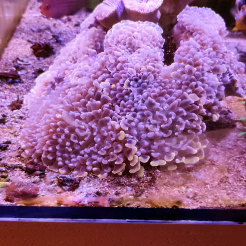 Don Euphyllia paraancora orange