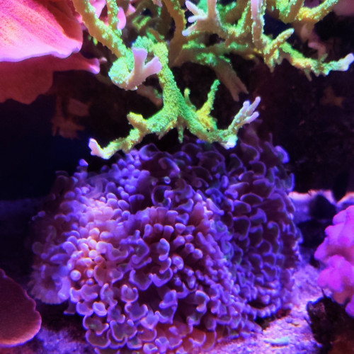 Don Euphyllia paraancora violet