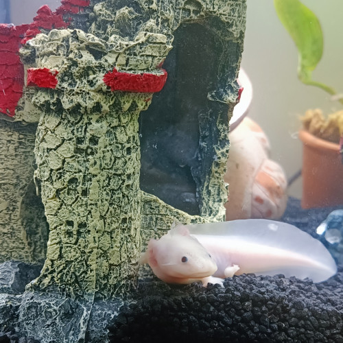 Vente d'axolotls