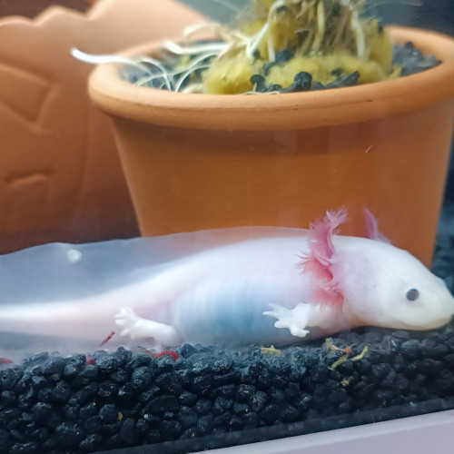 Vente d'axolotls