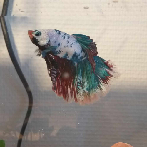 Betta halfmoon