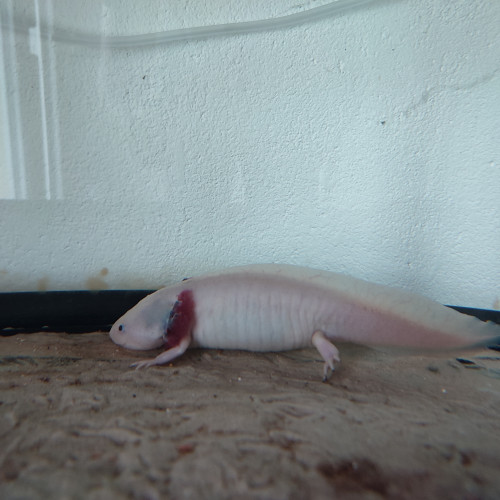 Don axolotls