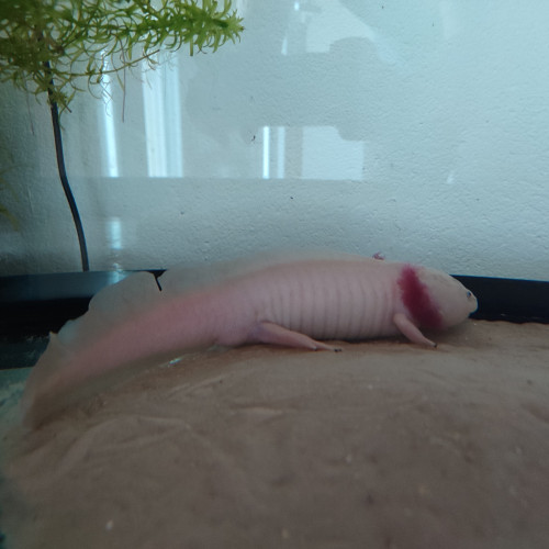 Don axolotls