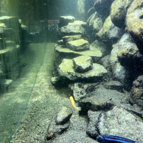 Aquarium 600l