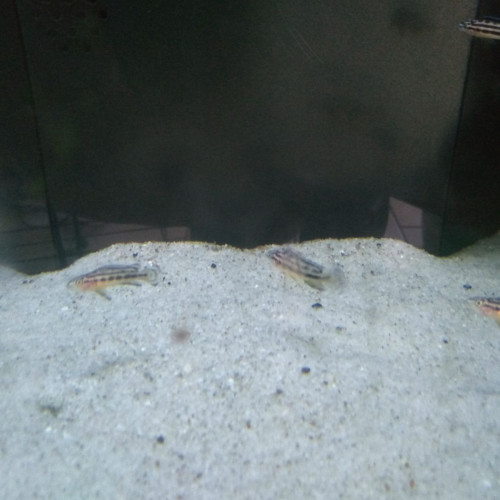 Julidochromis Marksmithi