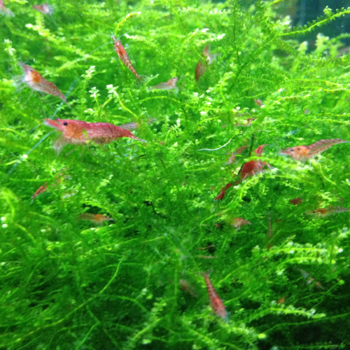 Crevettes Red cherry pour aquarium