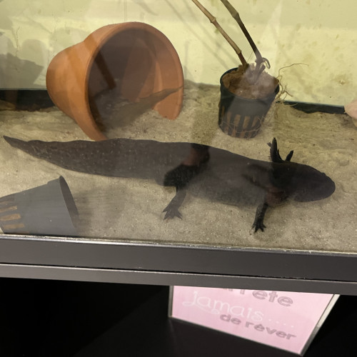 Vends couple Axolotls