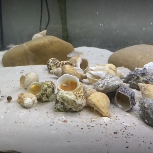 ~15-20 Neolamprologus multifasciatus