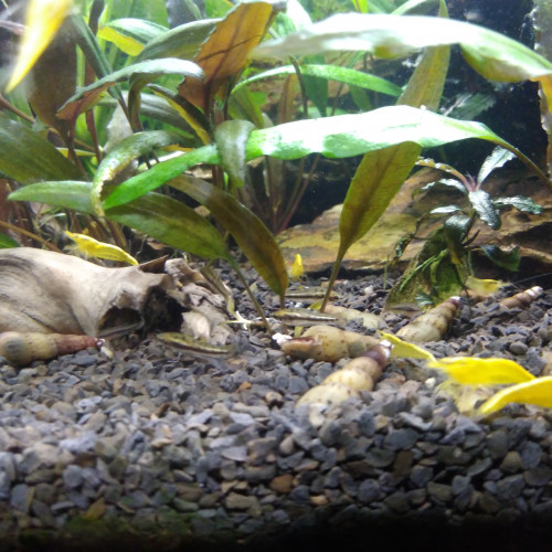 Heterandria formosa