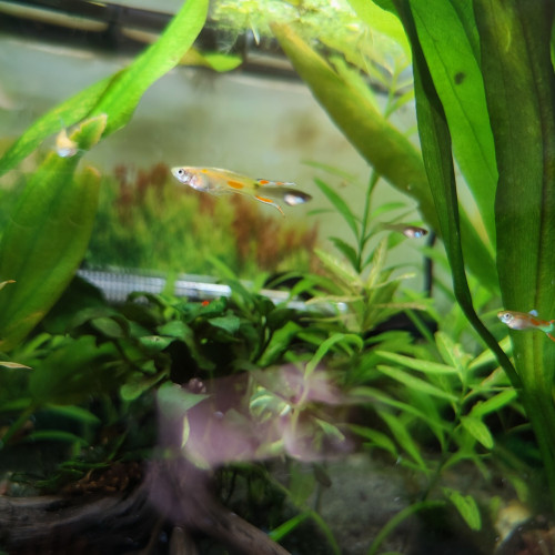 Guppy Endler