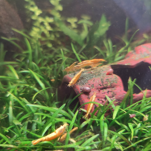 Neocaridina davidi var. yellow neon