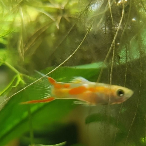 Guppy Endler