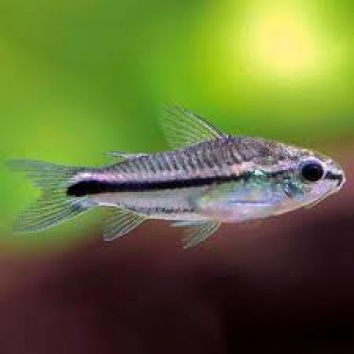 Corydoras pygmée