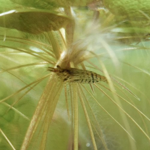 Crevettes neocaridina déclassées