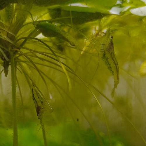 Crevettes neocaridina déclassées