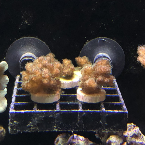 Vend coraux comme sur photo