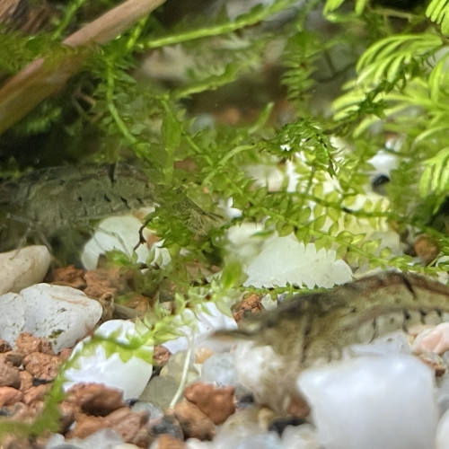 Crevette pour aquarium