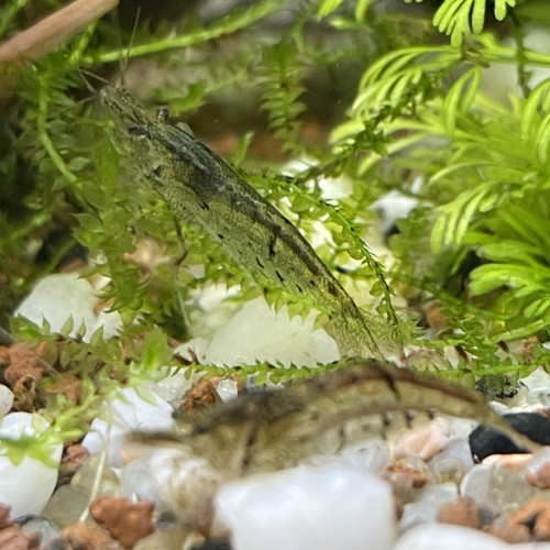 Crevette pour aquarium
