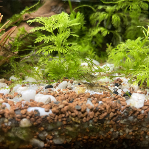Crevette pour aquarium