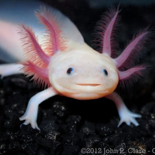 Recherche axolotl