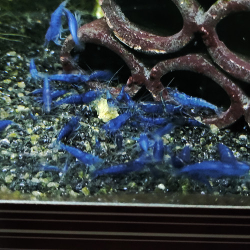 Crevette neocaridina davidi blue velvet