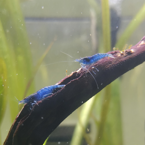 Crevette neocaridina davidi blue velvet