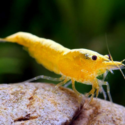 Yellow Néon