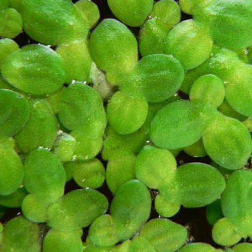 Lemna minor plante aquarium