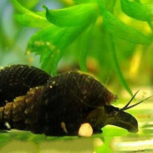 Melanoides Granifera Noirs