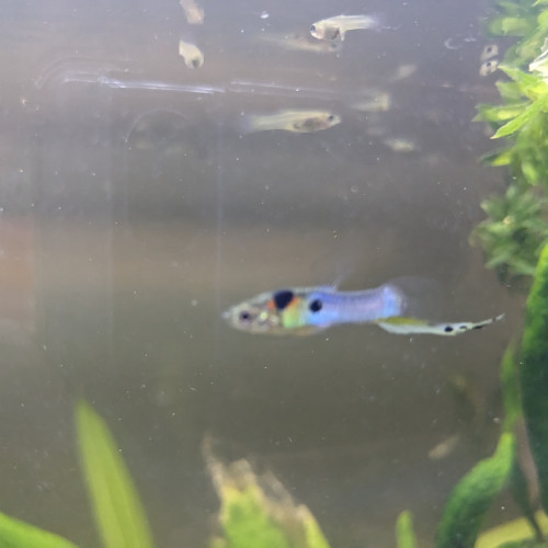 Guppys endler blue japan