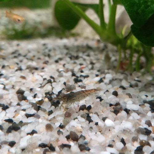 crevettes  grises et  légèrement  transparente