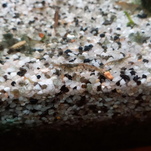 crevettes  grises et  légèrement  transparente