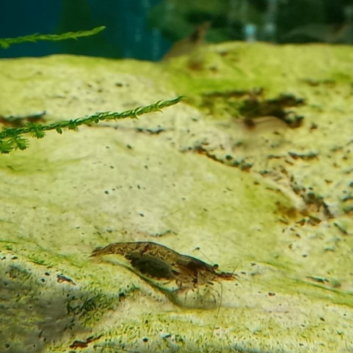 crevettes  grises et  légèrement  transparente