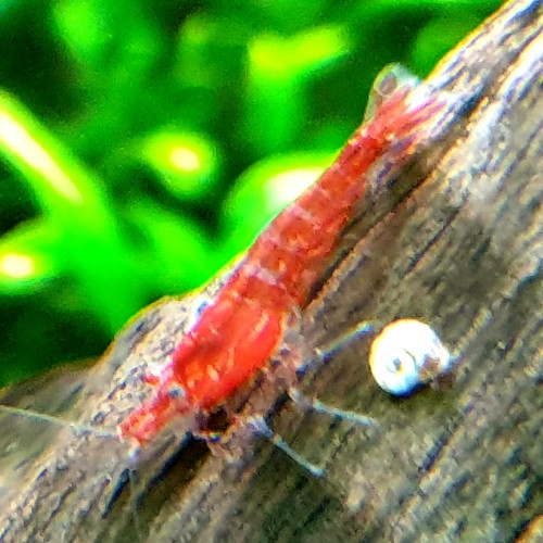 Crevettes red cherry